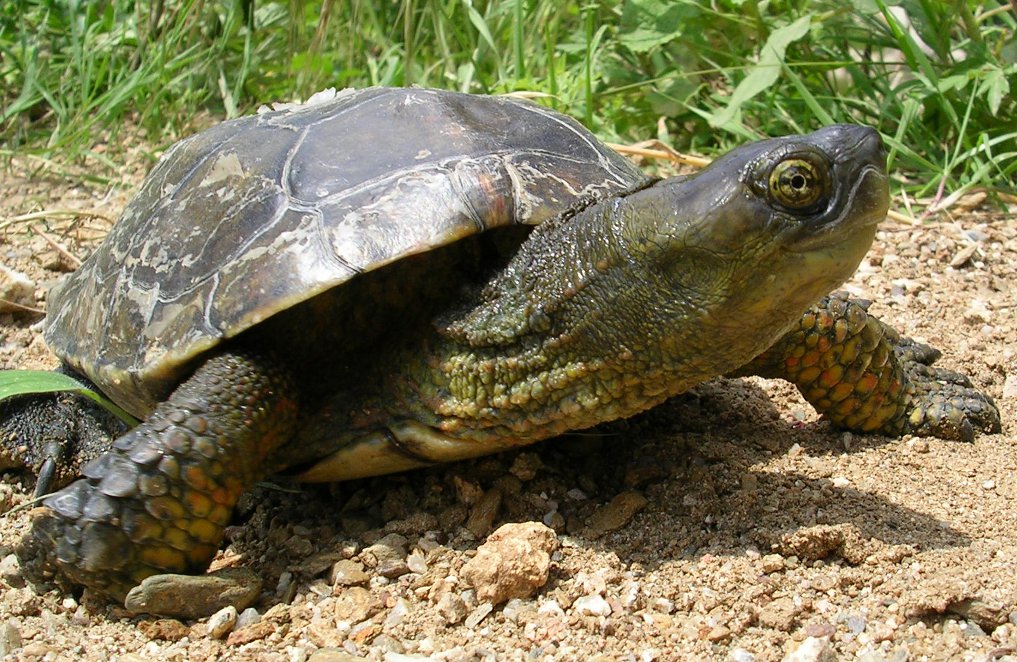 Mauremys leprosa?